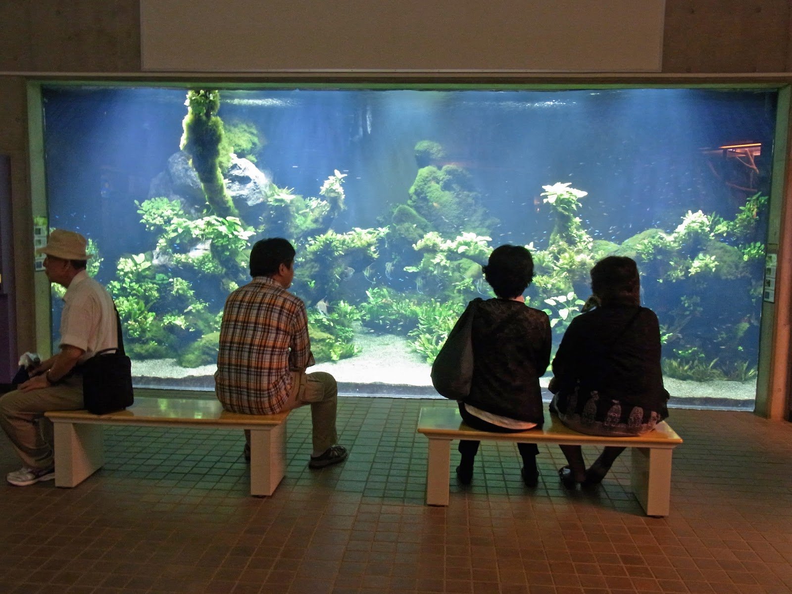 🦋 아다치구 생물원 (아다치쿠 세이부츠엔) 이미지 5